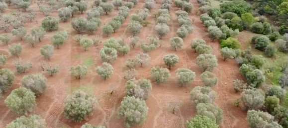 Terrain à Ostuni, Italy 21120m² No. 28010 5