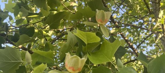 5 chambres Maison à Négrondes, France No. 317438 2