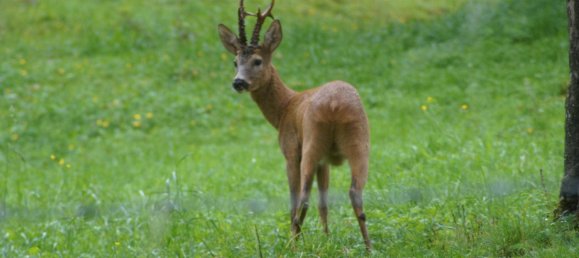  Land in Neuberg an der Murz, Austria No. 75835 12
