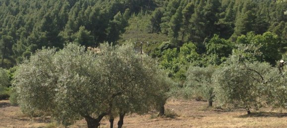 12100m² Hotel in Chalkidiki, Greece No. 8050 3