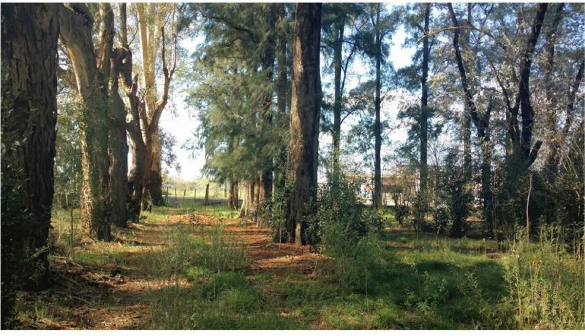 Grundstück in Pilar, Argentina, Nr. 45954