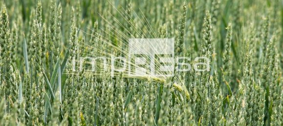 Terreno em Preganziol, Italy 14000 m² N.º 179189 10