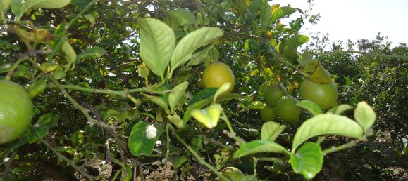 Casa T2 em Abanilla, Spain N.º 90532 29