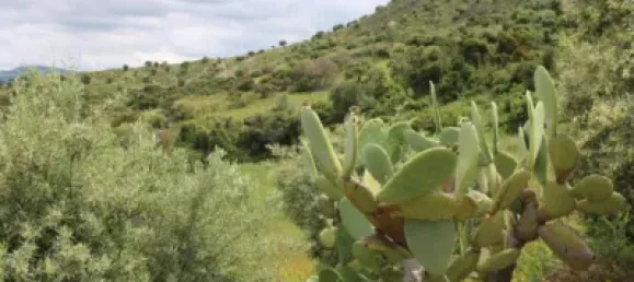 3 Schlafzimmer Haus in Cadiz, Spain, Nr. 166908 2