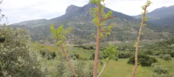 3 Schlafzimmer Haus in Cadiz, Spain, Nr. 166908 32