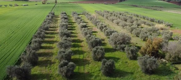 8 rooms House in Capalbio, Italy No. 283979 10