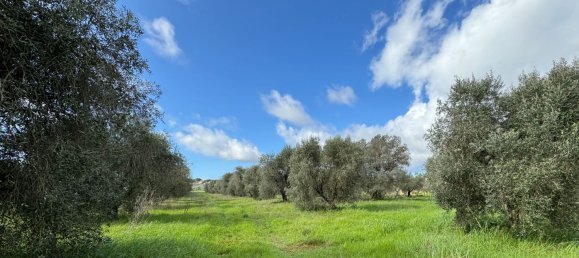 8 rooms House in Capalbio, Italy No. 283979 7