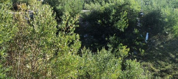 Terrain à Anha, Portugal No. 71841 19