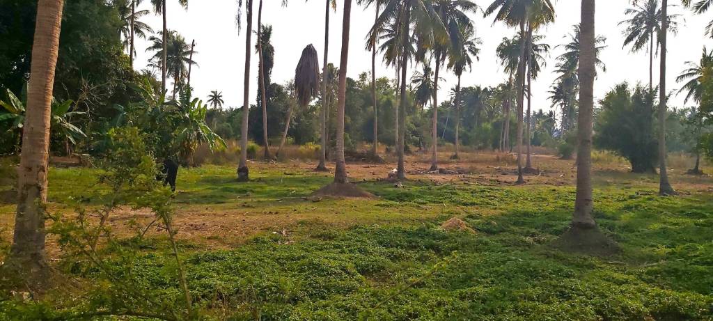  قطعة أرض في Pattaya, Thailand رقم 13305