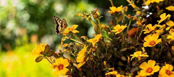 4 bedrooms Apartment in Rosignano Marittimo, Italy No. 370752 13