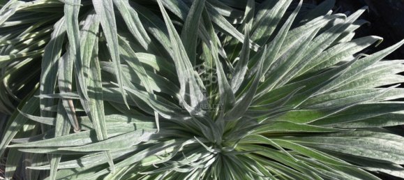 4 bedrooms House in Vilaflor, Spain No. 29764 27