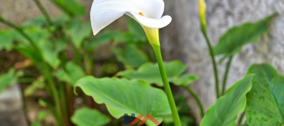 5 bedrooms House in Oeiras, Portugal No. 48891 19