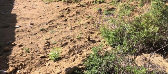 Земельный участок в Гуимар, Испания № 157779 6