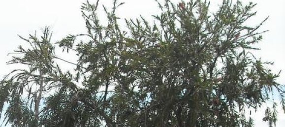 Terreno em Cadiz, Spain N.º 27485 20