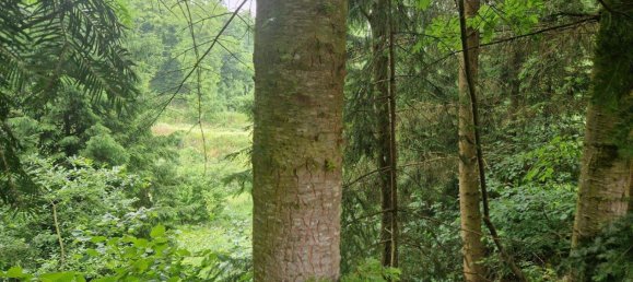 5 rooms House in Langenlois, Austria No. 245208 10