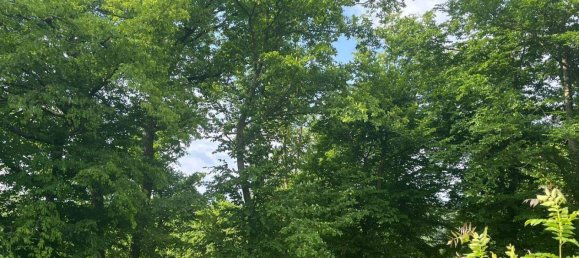 5 rooms House in Langenlois, Austria No. 245208 11