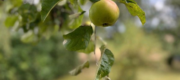 Grundstück in Saale-Orla, Germany, Nr. 242329 2
