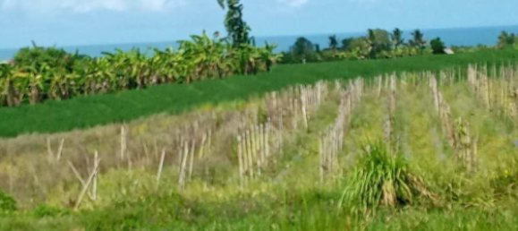 Terrain à Tabanan, Indonesia 29000m² No. 3690 6