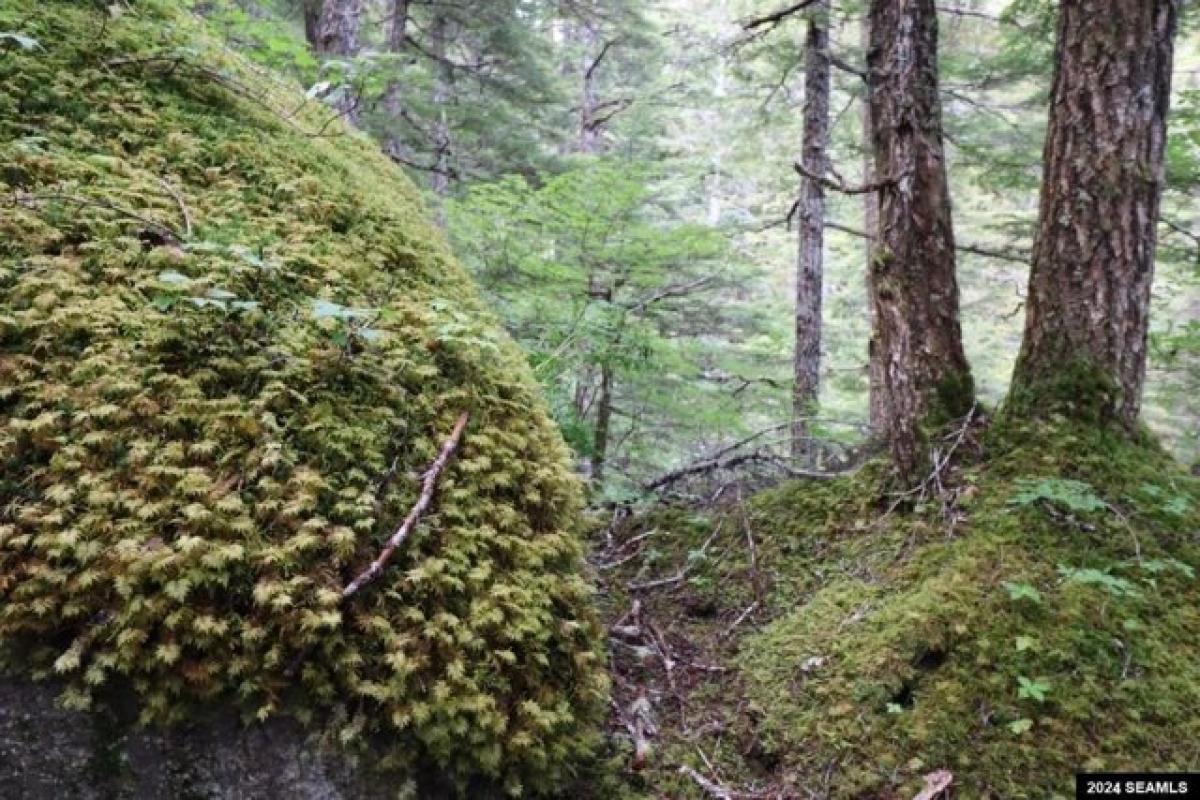  Land in Haines, USA No. 529386