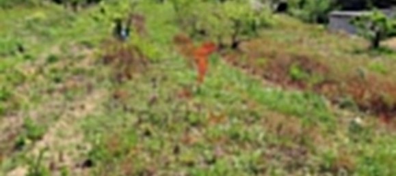 10000m² Land in Bombarral, Portugal No. 64132 10