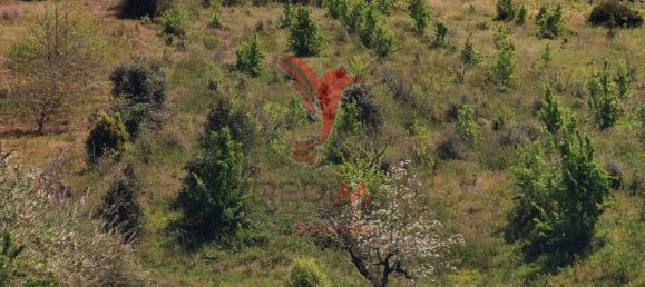 10000m² Land in Bombarral, Portugal No. 64132 7