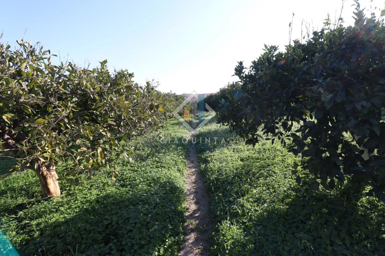 20032m² Land in Mineo, Italy No. 230836