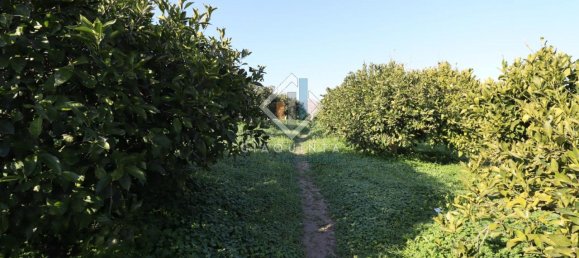 20032m² Land in Mineo, Italy No. 230836 5