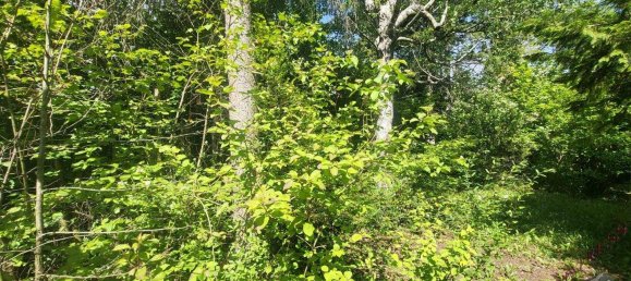 3 rooms Bungalow in Winzendorf-Muthmannsdorf, Austria No. 248225 2