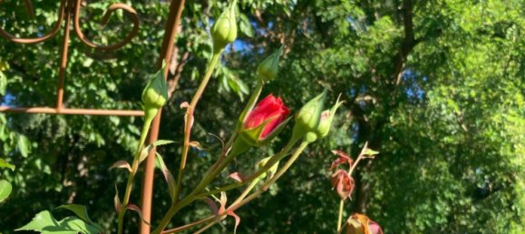 Terreno em Dahme-Spreewald, Germany N.º 283176 6