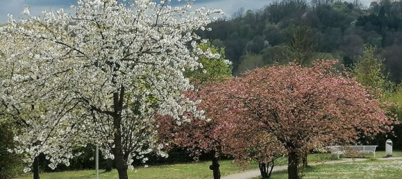 Studio in Coburg, Germany, Nr. 240171 9