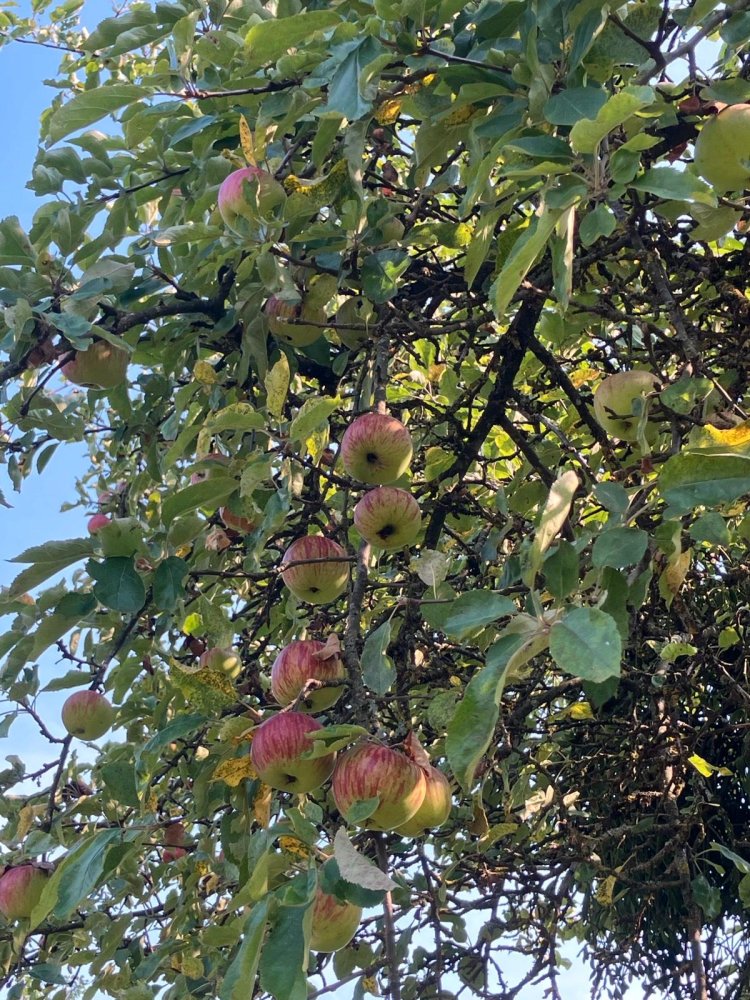 Terrain à Esslingen, Germany No. 302298