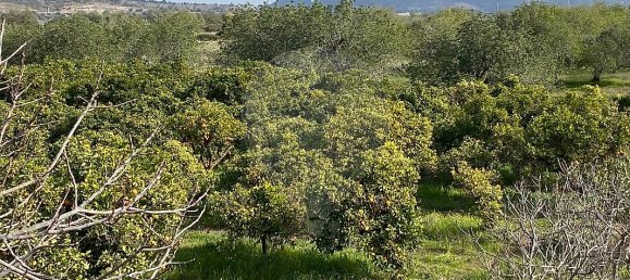 17040m² Land in Faro, Portugal No. 39883 9