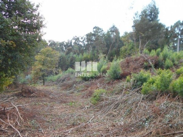 6017m² Land in Caminha, Portugal No. 97614