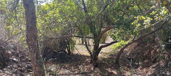 6 bedrooms House in Loule, Portugal No. 130180 12