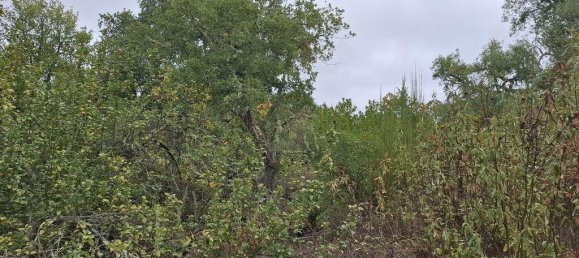 6 bedrooms House in Loule, Portugal No. 130180 24