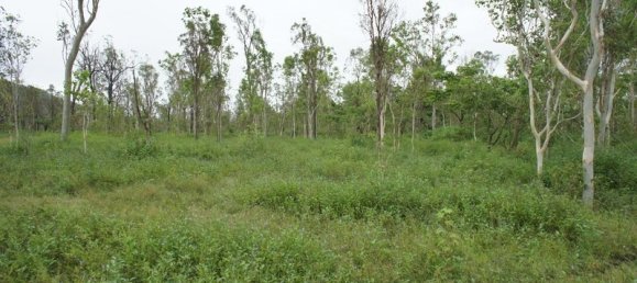 402000m² Land in Black River, Australia No. 1148 4