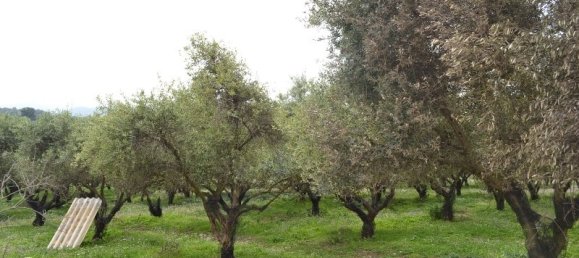  فندق في Corfu, Greece 9000متر مربع رقم 7269 2