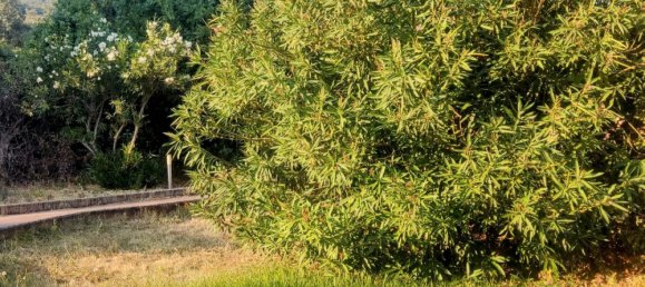 Земельный участок 7500м² в Касерес, Испания № 179746 15