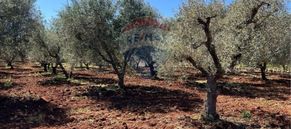 10700m² Land in Carovigno, Italy No. 163527 14