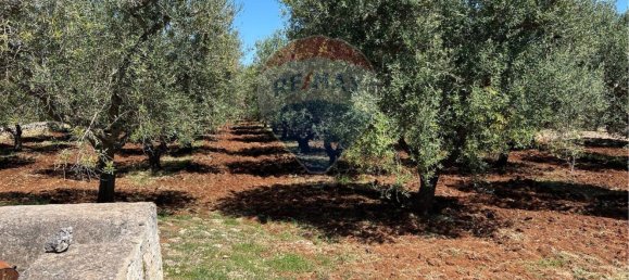 10700m² Land in Carovigno, Italy No. 163527 11