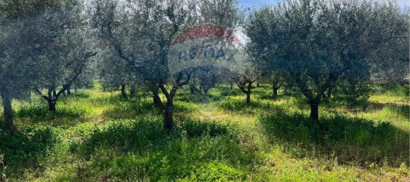 10700m² Land in Carovigno, Italy No. 163527 16