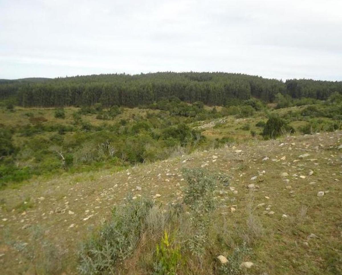  مزرعة في Maldonado, Uruguay رقم 14921
