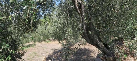 5 rooms Land in San Bartolomeo al Mare, Italy No. 6534 21