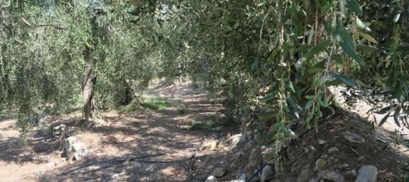 5 rooms Land in San Bartolomeo al Mare, Italy No. 6534 19