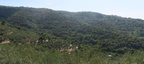 5 rooms Land in San Bartolomeo al Mare, Italy No. 6534 12