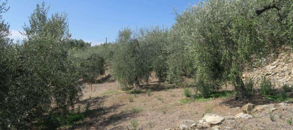 5 rooms Land in San Bartolomeo al Mare, Italy No. 6534 13