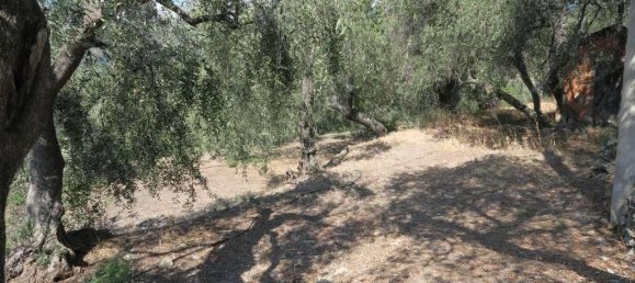 5 rooms Land in San Bartolomeo al Mare, Italy No. 6534 5