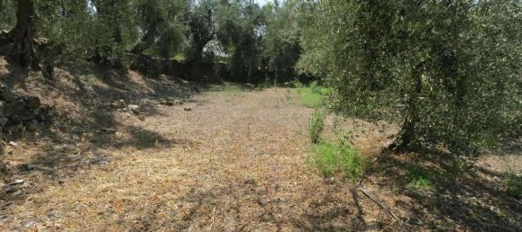 5 rooms Land in San Bartolomeo al Mare, Italy No. 6534 7