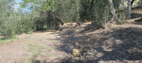 5 rooms Land in San Bartolomeo al Mare, Italy No. 6534 6