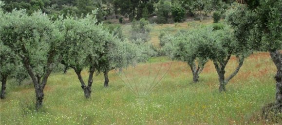 Casa T1 em Castelo Branco, Portugal N.º 73904 11